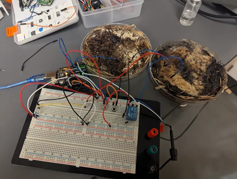 mushroom memristor main gamegpu