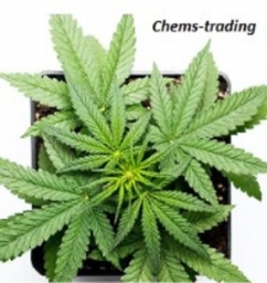 Chems trading 1.jpg